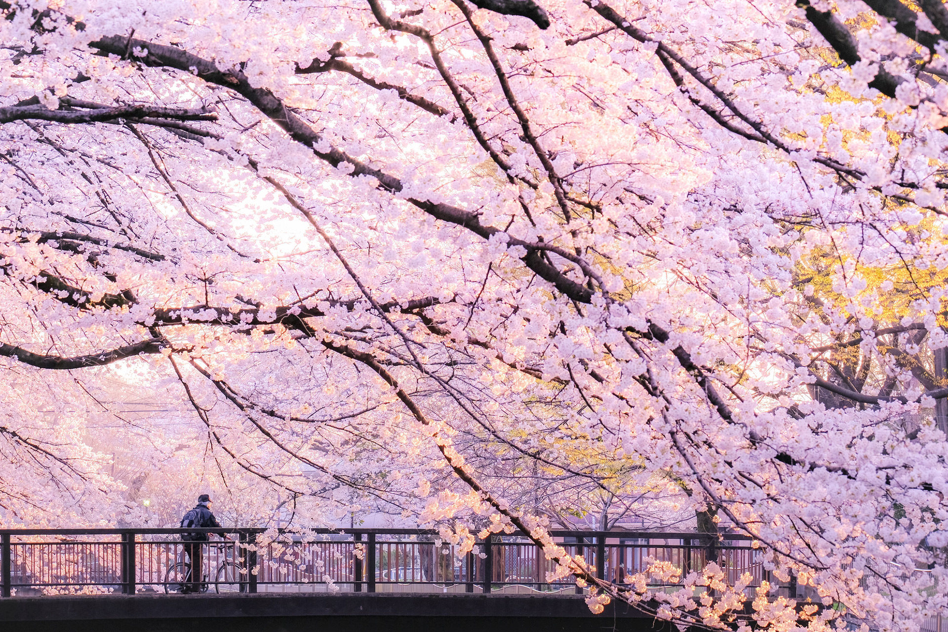 古老而美好的日本风景和樱花交织而成的绝景.京都的樱花名胜是