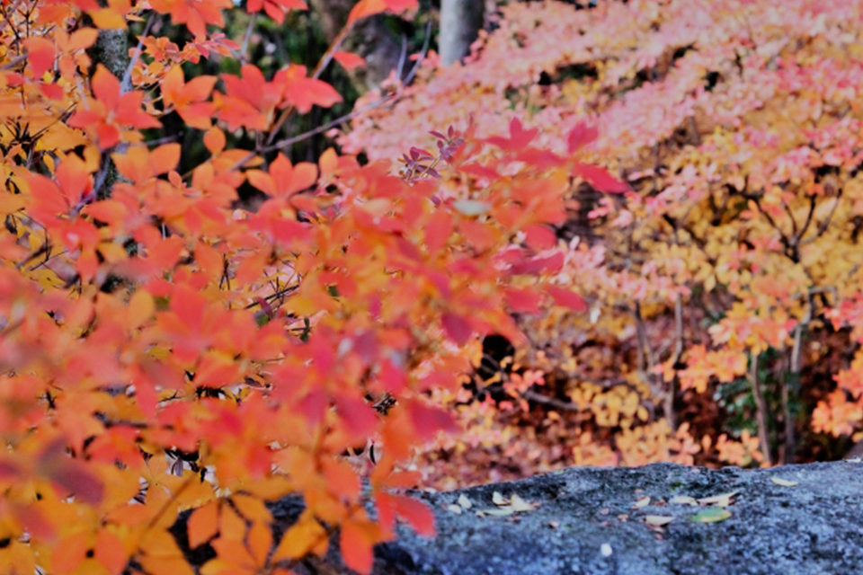 平安神宮紅葉