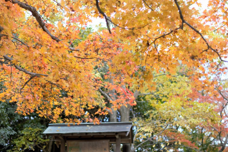 京都公園の紅葉