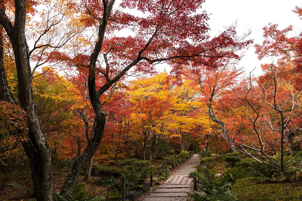 宝筐院紅葉_1