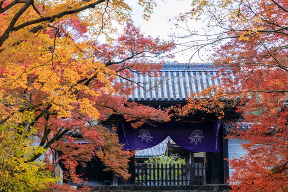 曼殊院の紅葉