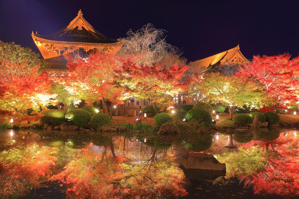 東寺の紅葉（夜間特別拝観）