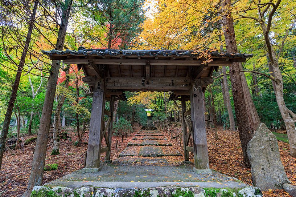 即使在10月都能觀賞的5個京都紅葉景點 Caede L Elisir 紅楓葉 愛麗絲亞京都