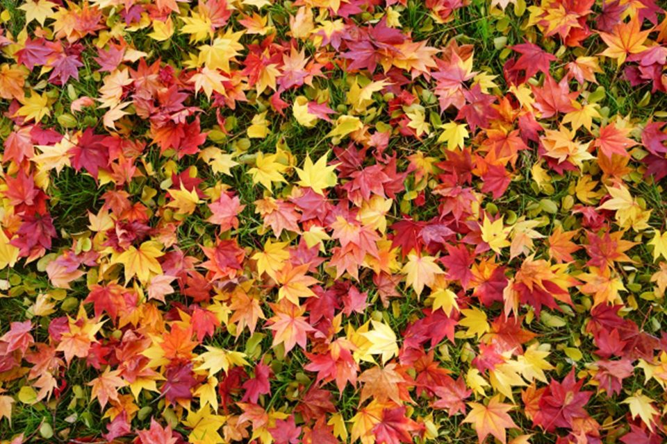 11月是京都的紅楓葉季節。在瞭解風土和氣候的同時並向您介紹各自的看點。 | Caede-L'ELISIR [紅楓葉- 愛麗絲亞京都]
