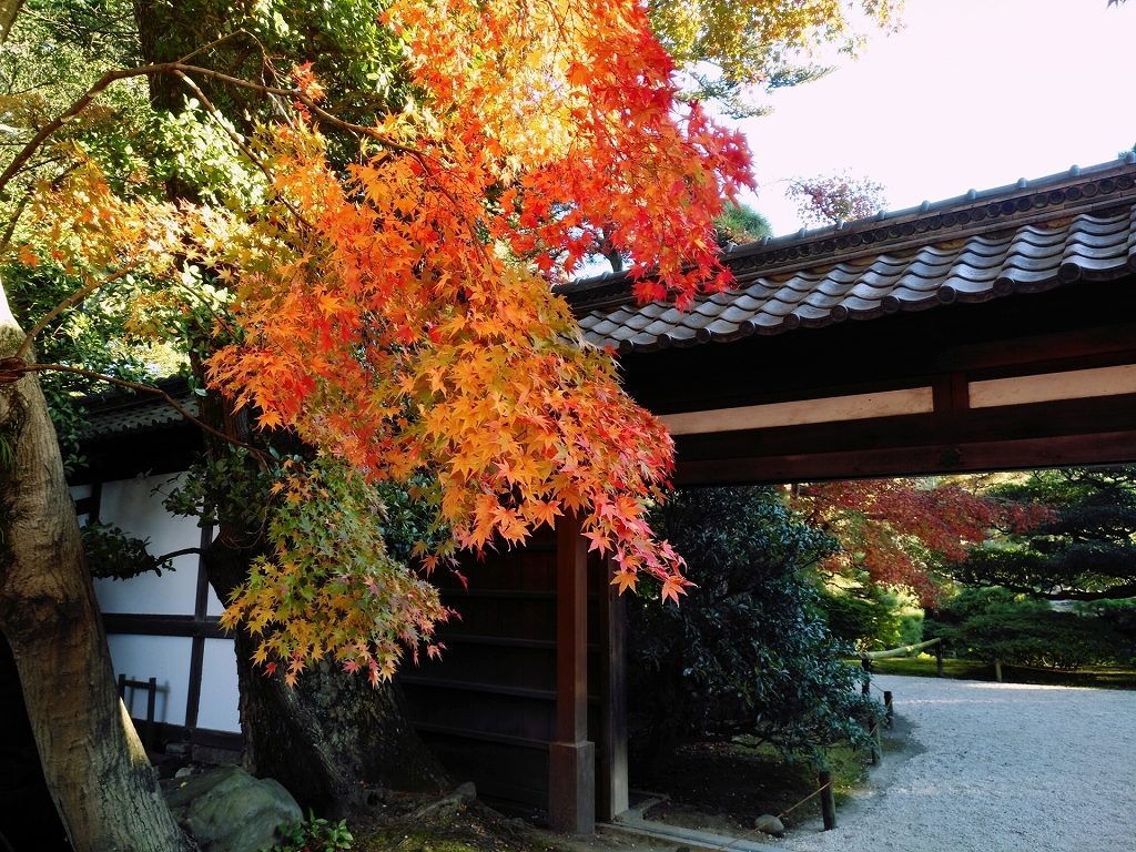 京都御所_紅葉_180615