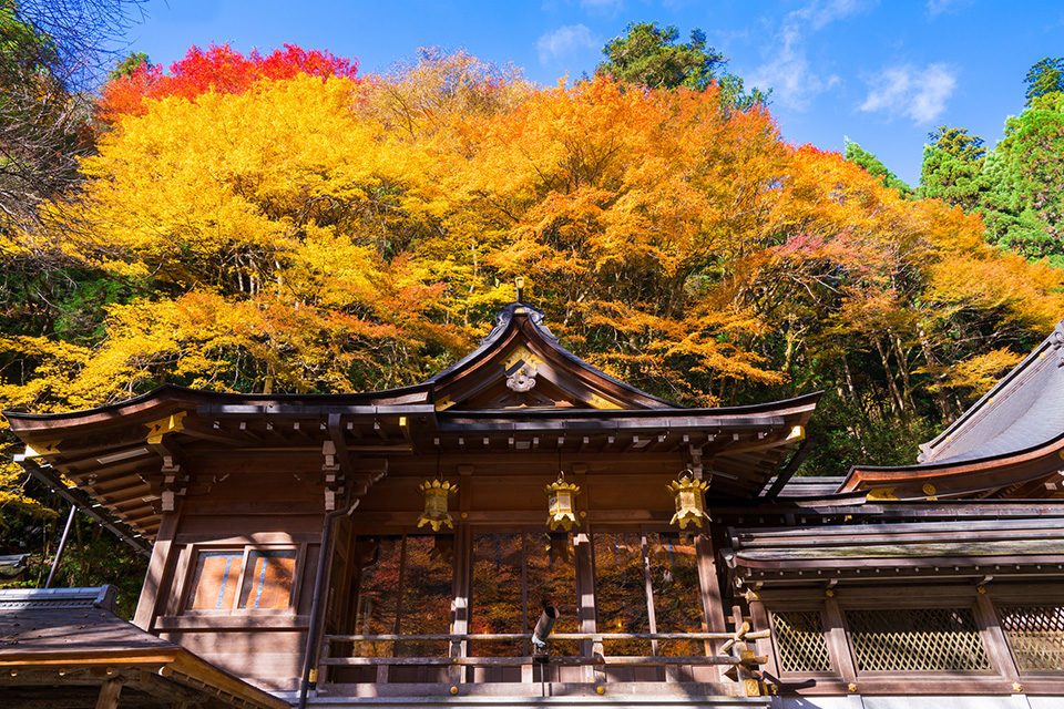 在遠足的同時享受京都紅葉 為大家推薦可能近距離觀賞紅葉的遠足路徑及到訪方法 Caede L Elisir 紅楓葉 愛麗絲亞京都