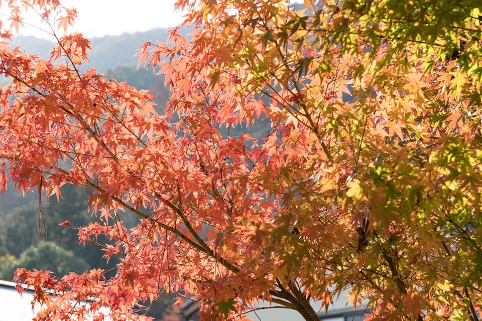 秋の京都嵐山-1