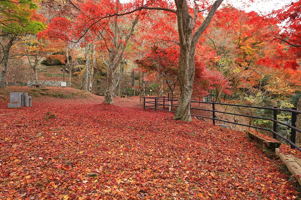 笠置山もみじ公園