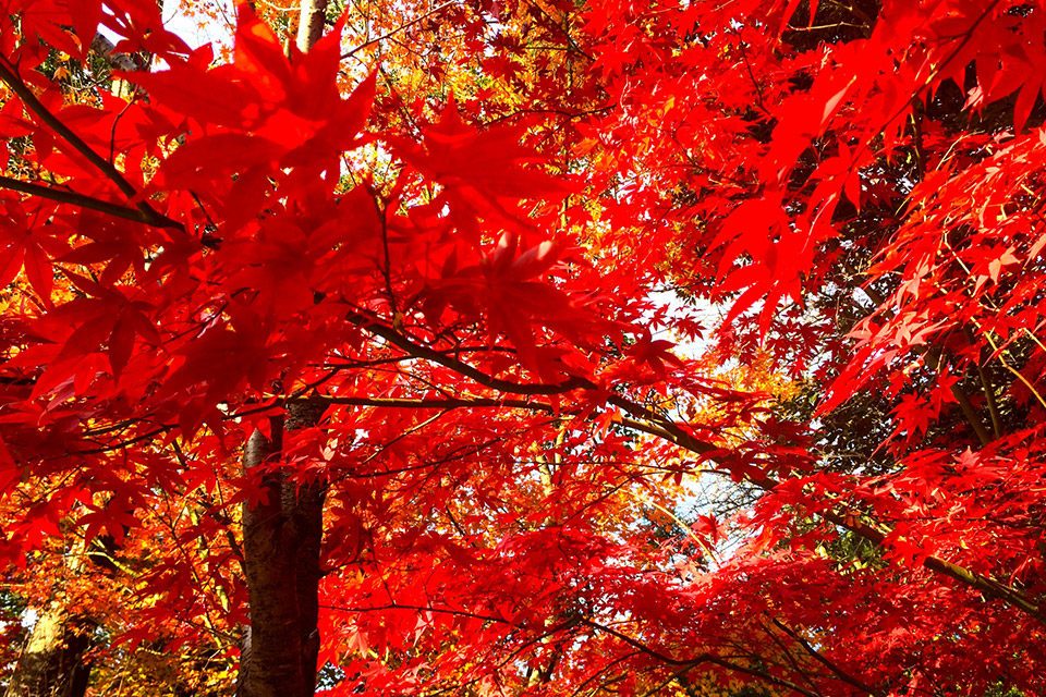 京都の紅葉-3