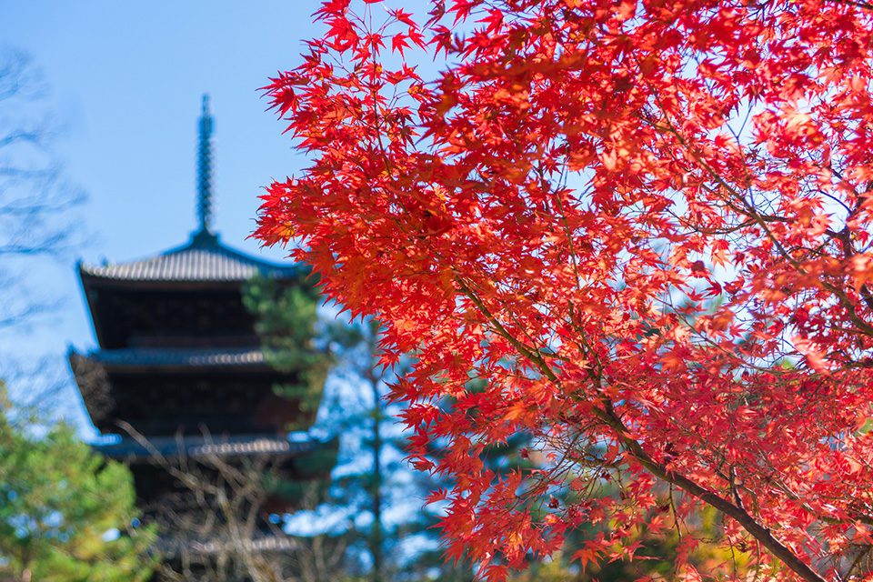 仁和寺の紅葉_1