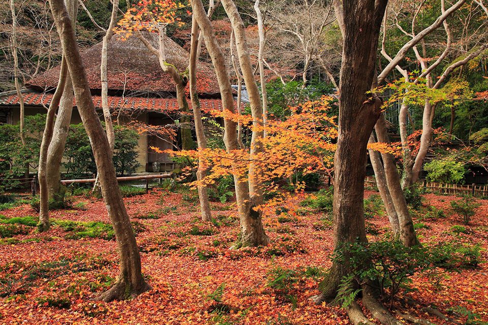 晩秋の祇王寺