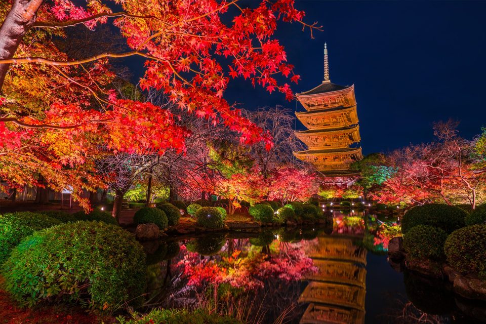 東寺の紅葉　夜景