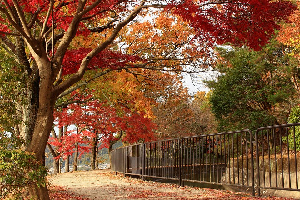 山科琵琶湖疏水の紅葉