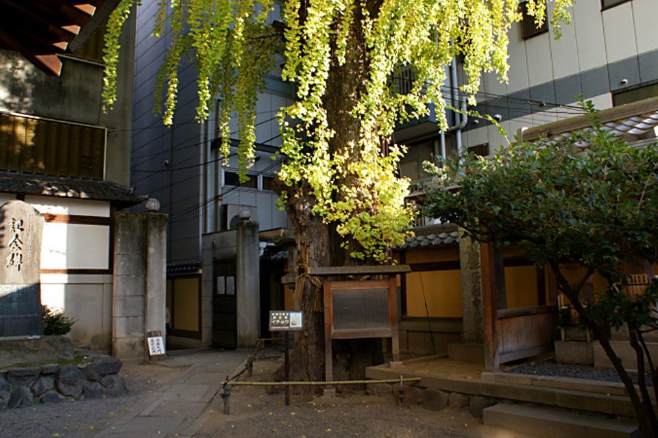 本能寺-火伏せのイチョウ