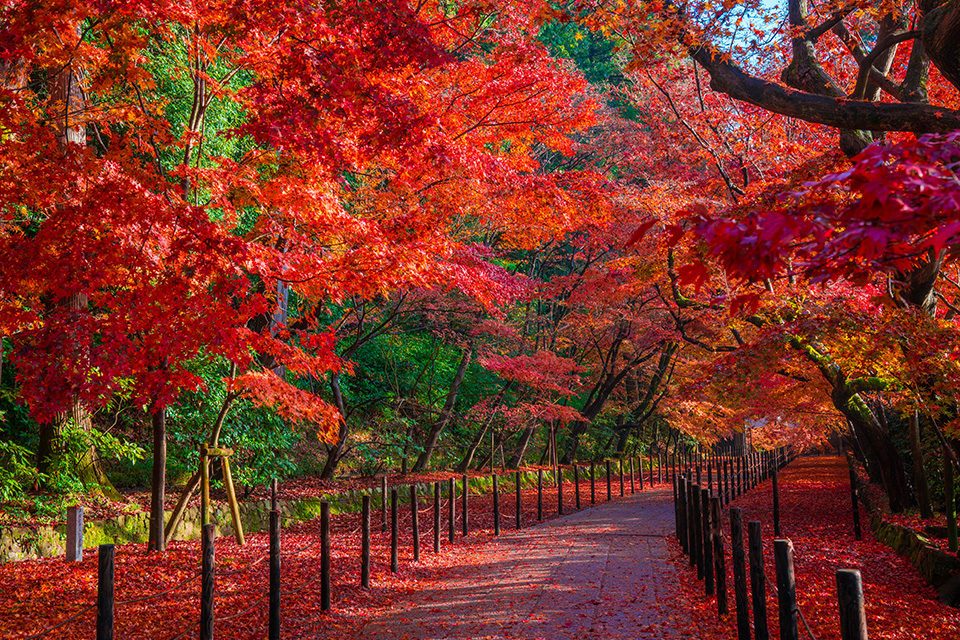 Is Komyo-ji Temple a good place to enjoy red leaves in Kyoto? Introduce ...