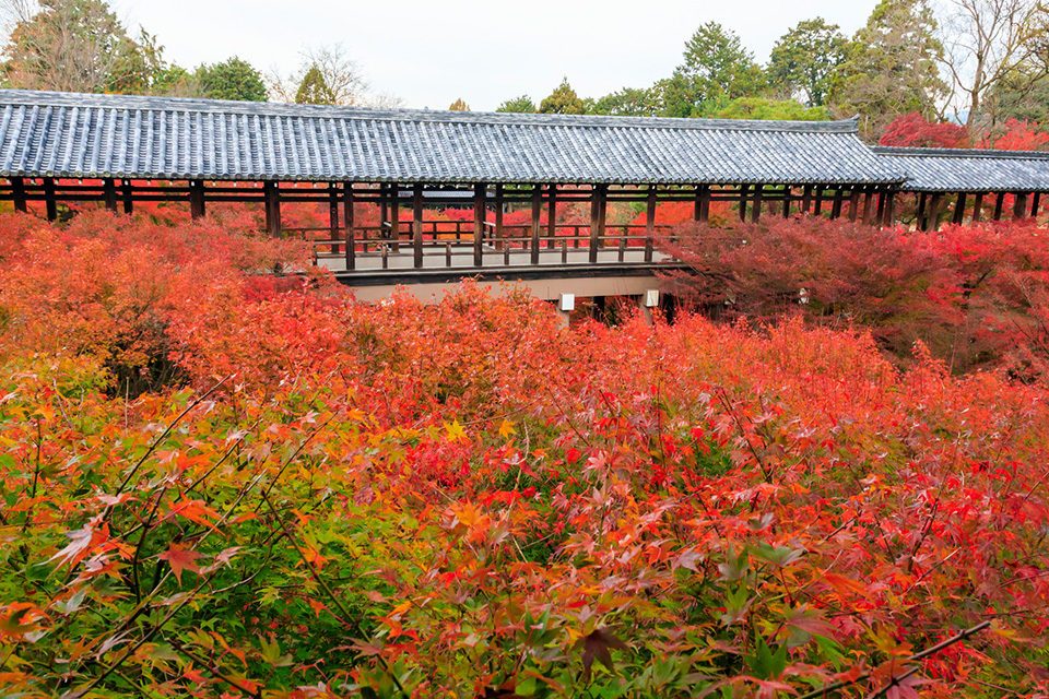 東福寺の紅葉