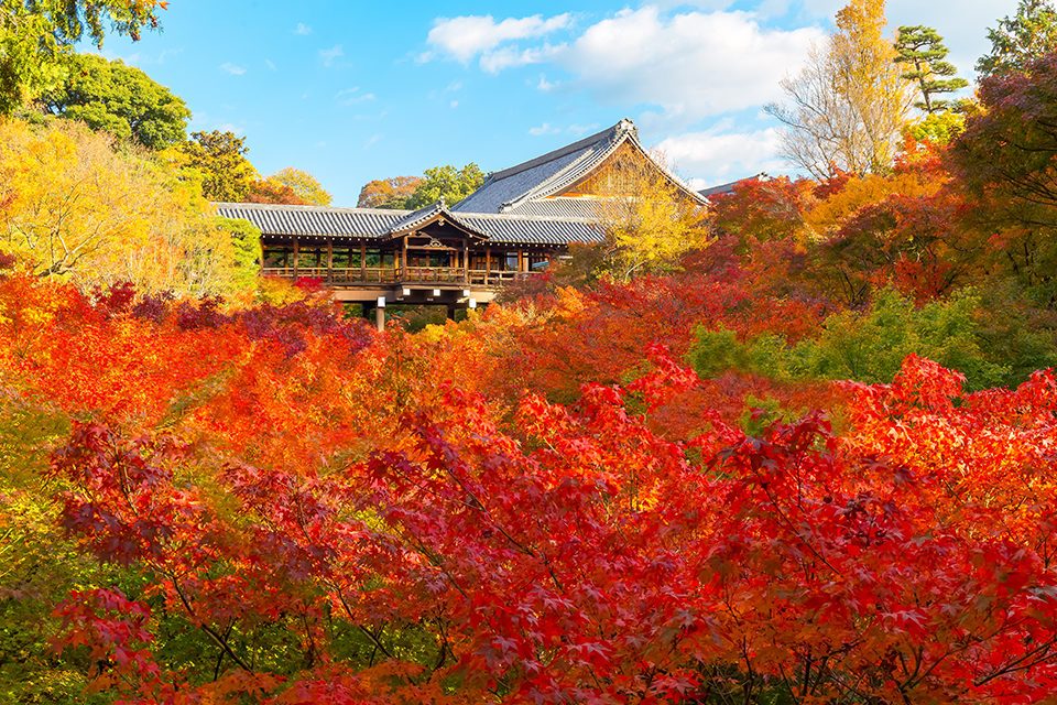 東福寺通天橋の紅葉