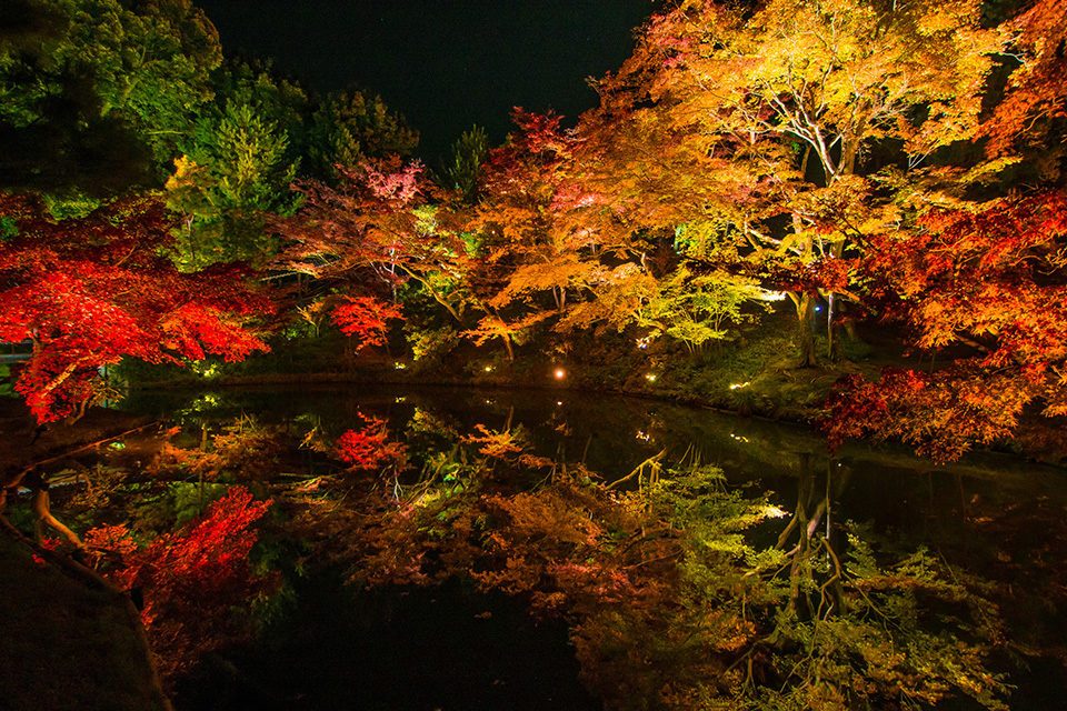 高台寺の紅葉ライトアップ