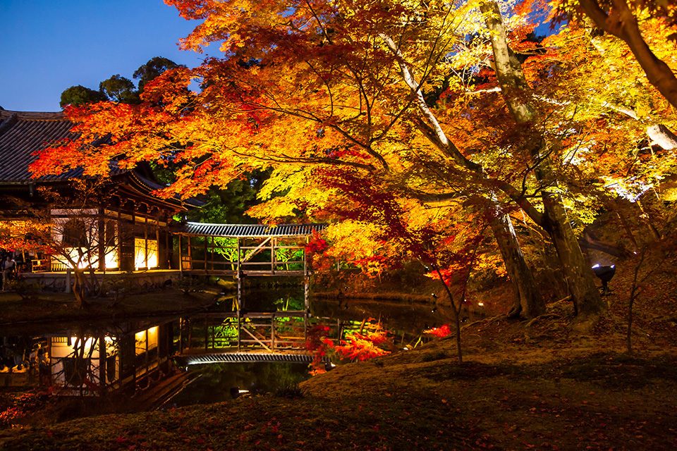 高台寺の紅葉ライトアップ2