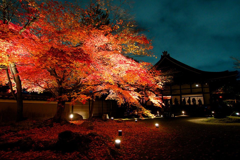 Do not miss the lighten-up night tour. Fall foliage in Kodai-ji Kyoto | Caede-L'ELISIR [紅楓葉- 愛麗絲亞 京都]