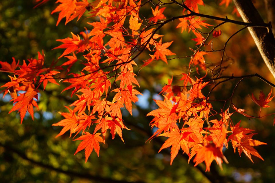 Tracking for red maple leaves in Kyoto? Two suggested routes for a