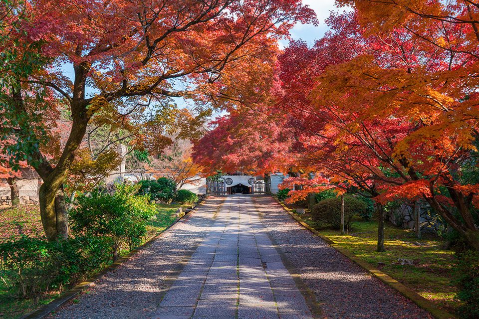京都養源院の紅葉