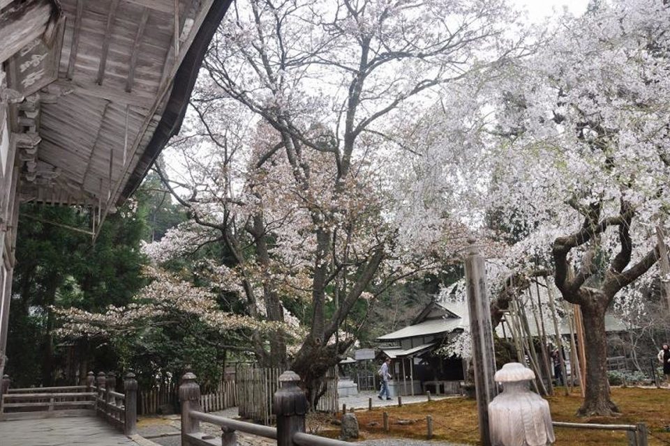 常照皇寺と左近桜