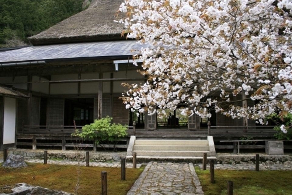 常照皇寺と桜