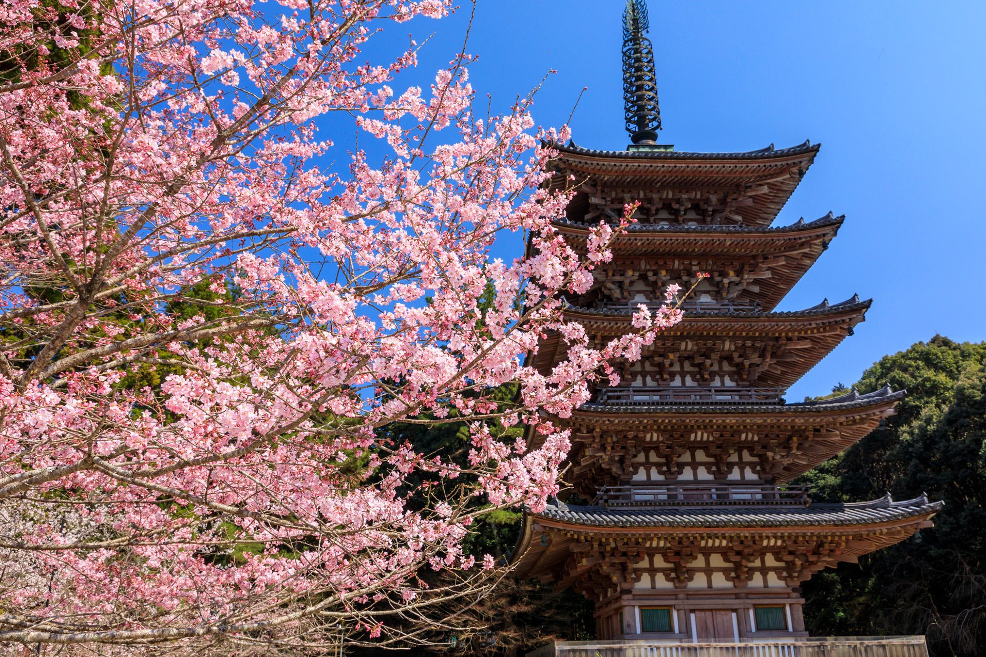 醍醐寺-桜