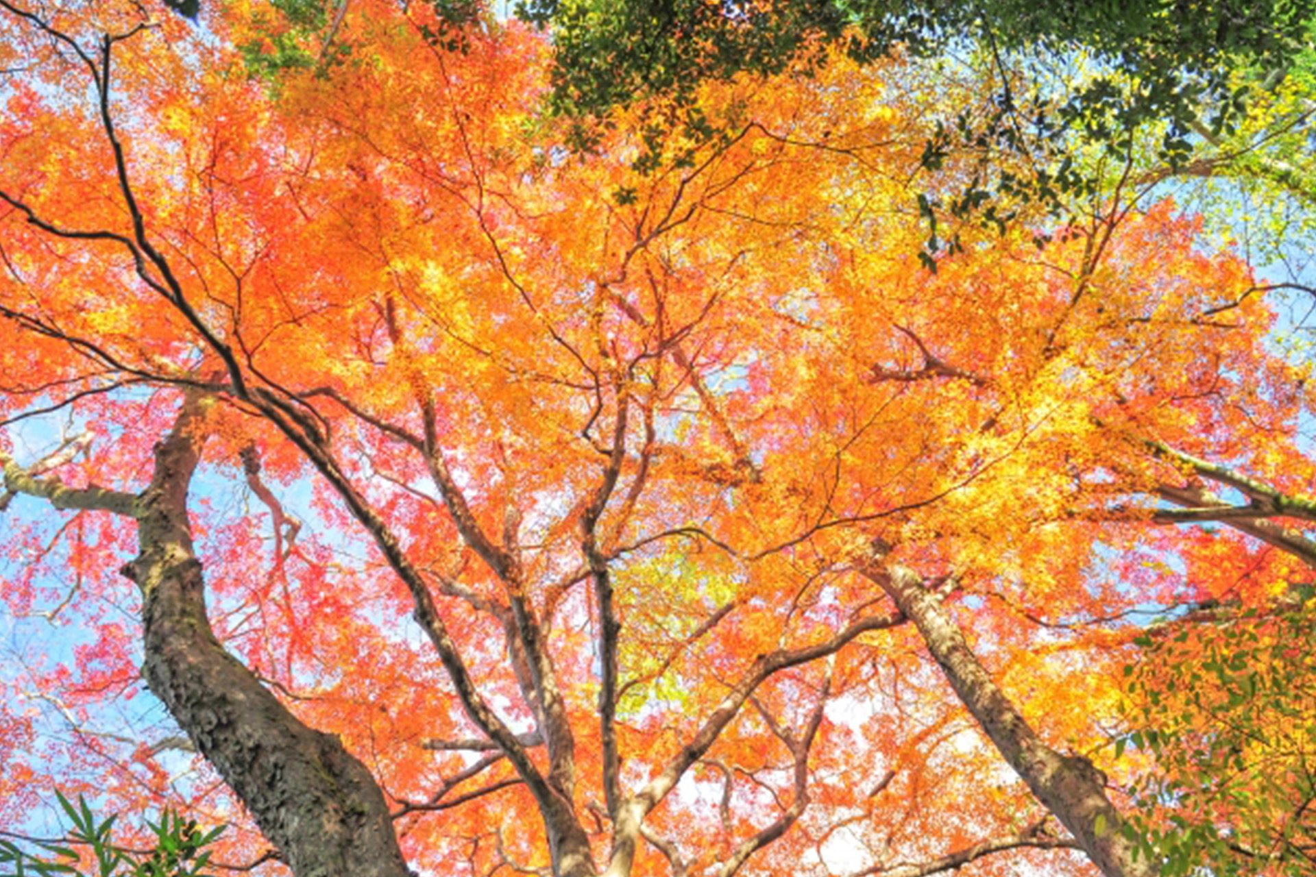 京都的秋天以紅葉為首充滿魅力 Caede L Elisir 紅楓葉 愛麗絲亞京都