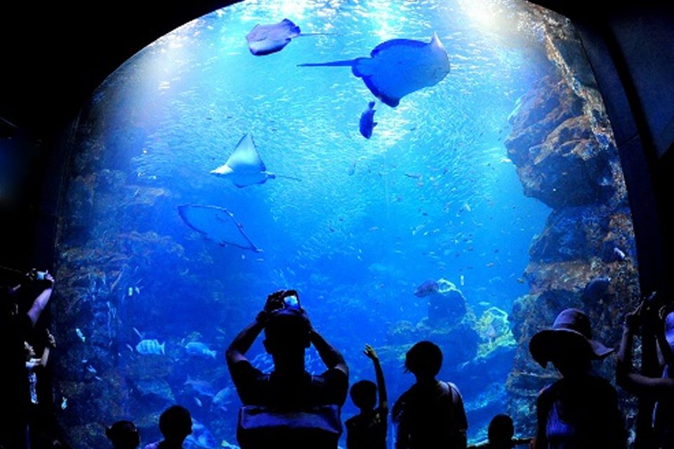 京都水族館-京の海