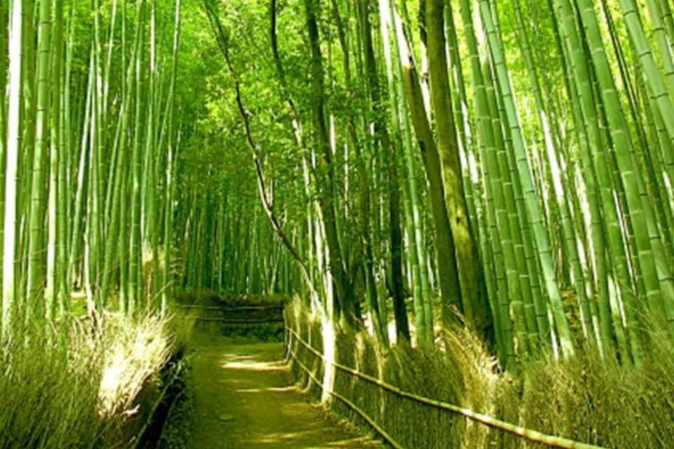 嵯峨野竹林