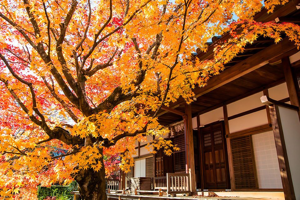 常寂光寺本堂の紅葉