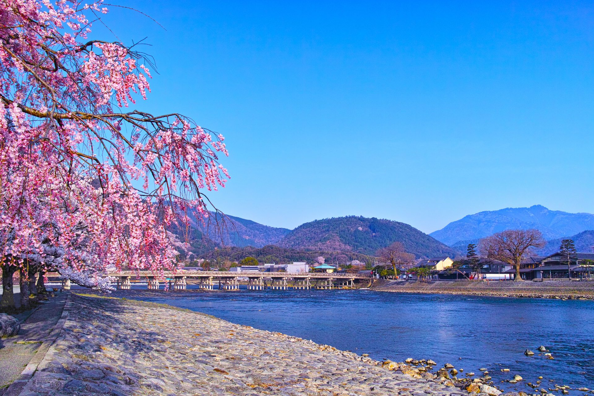 京都嵐山、春の桜咲く渡月橋