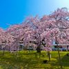 2020年！京都最美的櫻花
