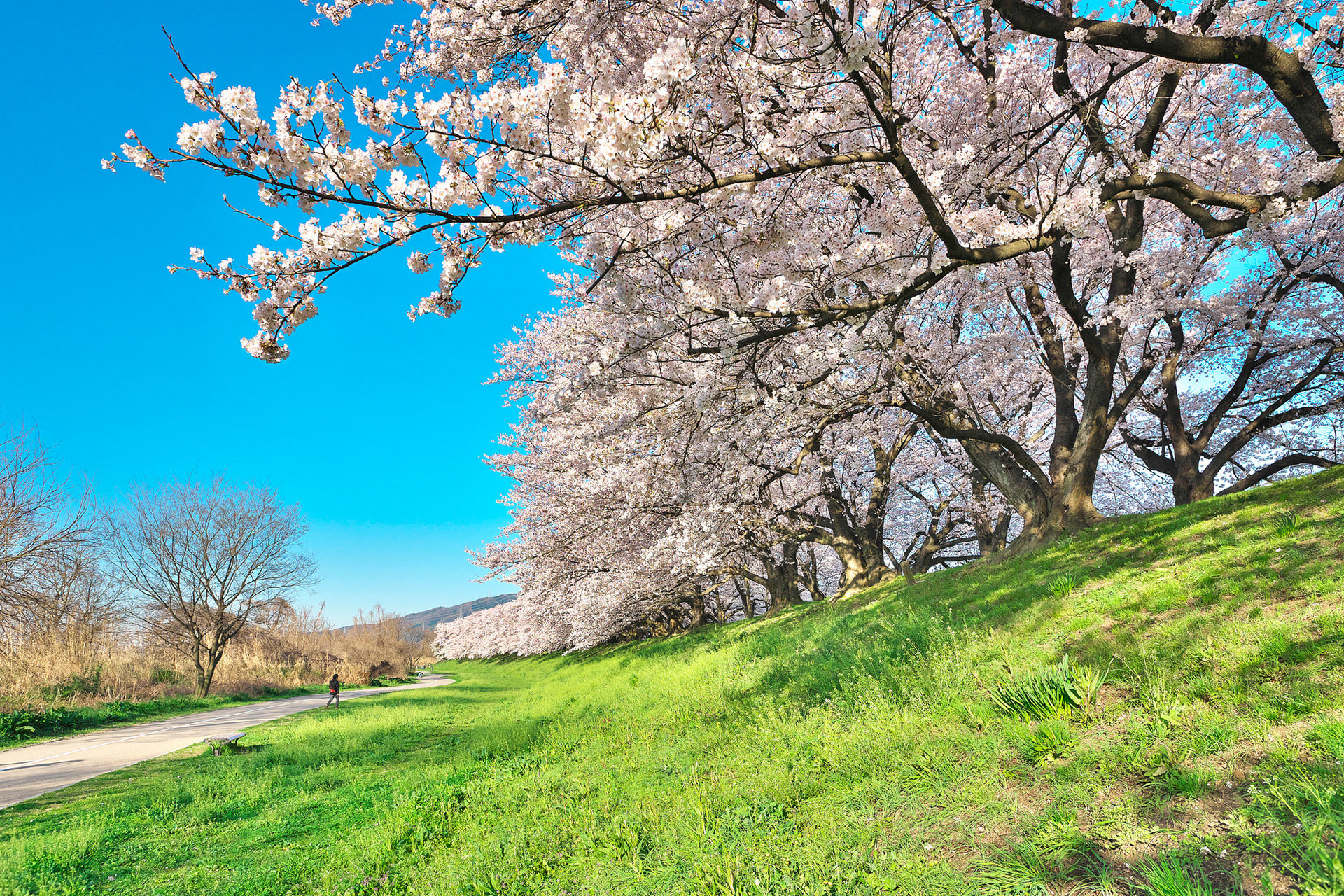 京都最棒的櫻花名勝是