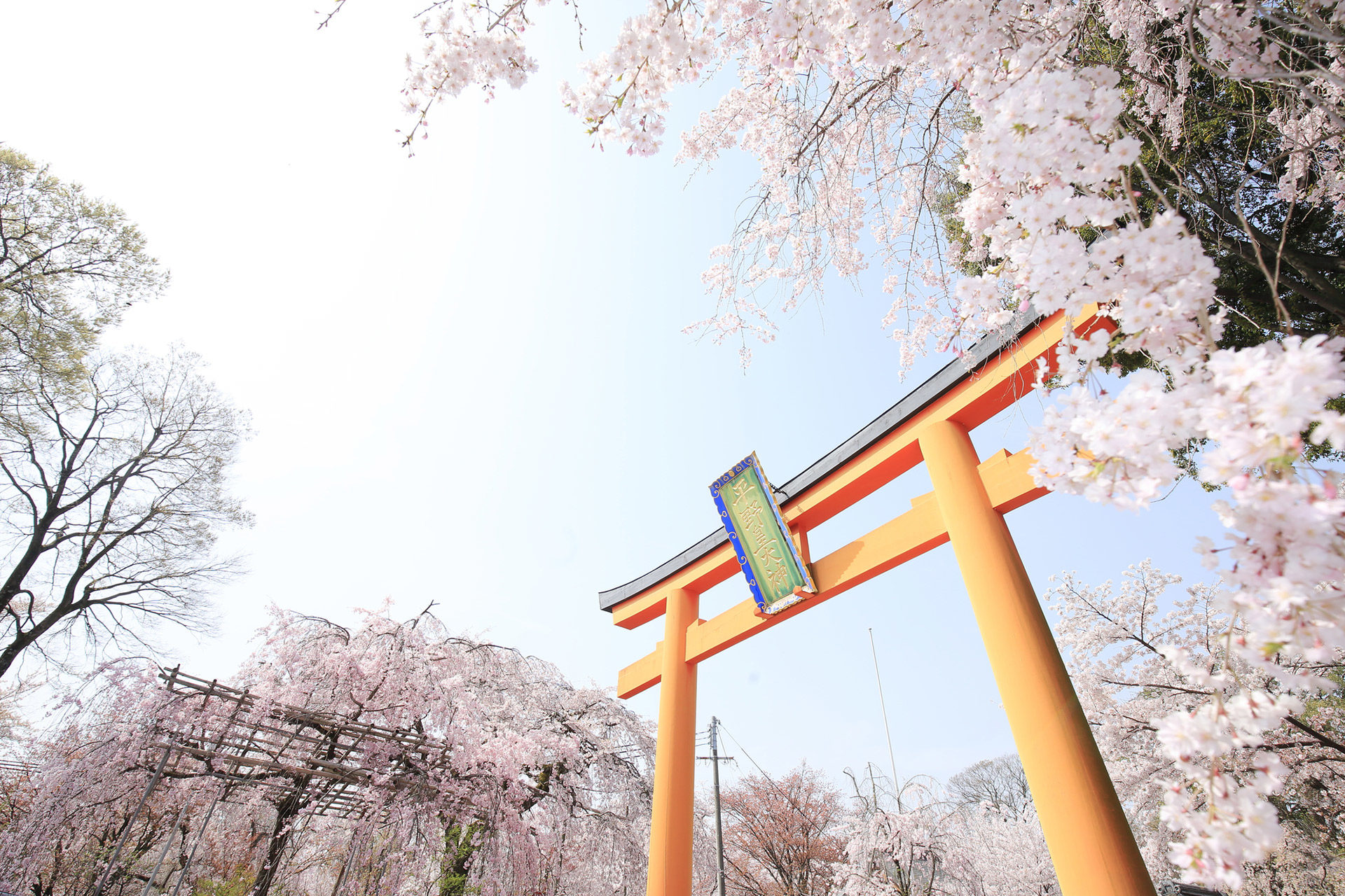京都最棒的櫻花名勝是