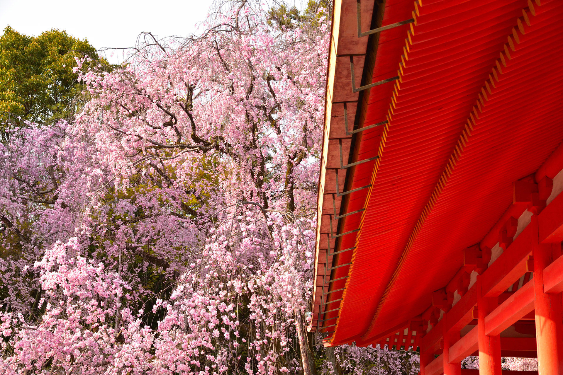 在京都的平安神宮能看到的櫻花絕景是 Caede L Elisir 紅楓葉 愛麗絲亞京都