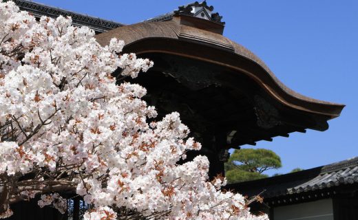 京都 櫻花 仁和寺