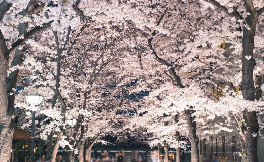 說到京都的春天就是「櫻花」