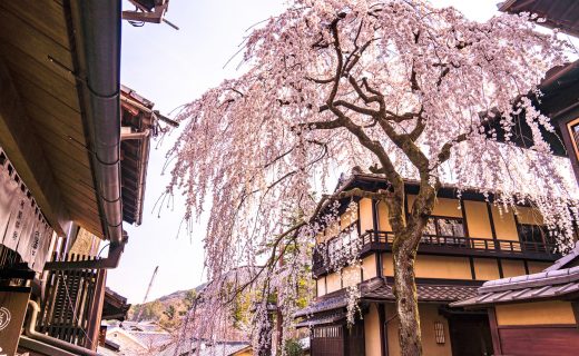 京都 櫻花 照片
