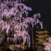京都 櫻花 夜晚