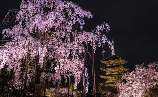 京都 櫻花 夜晚