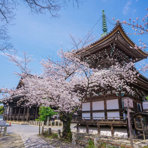 京都 櫻花 寺院