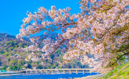 京都 櫻花 嵐山