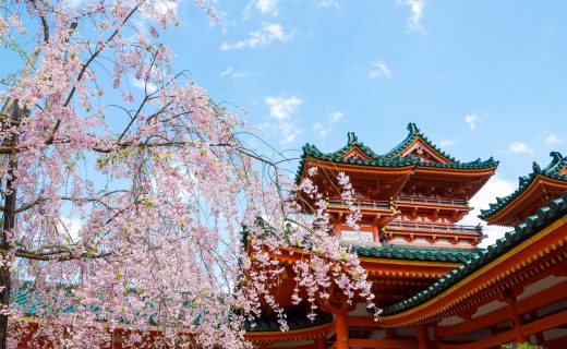 京都 櫻花 平安神宮