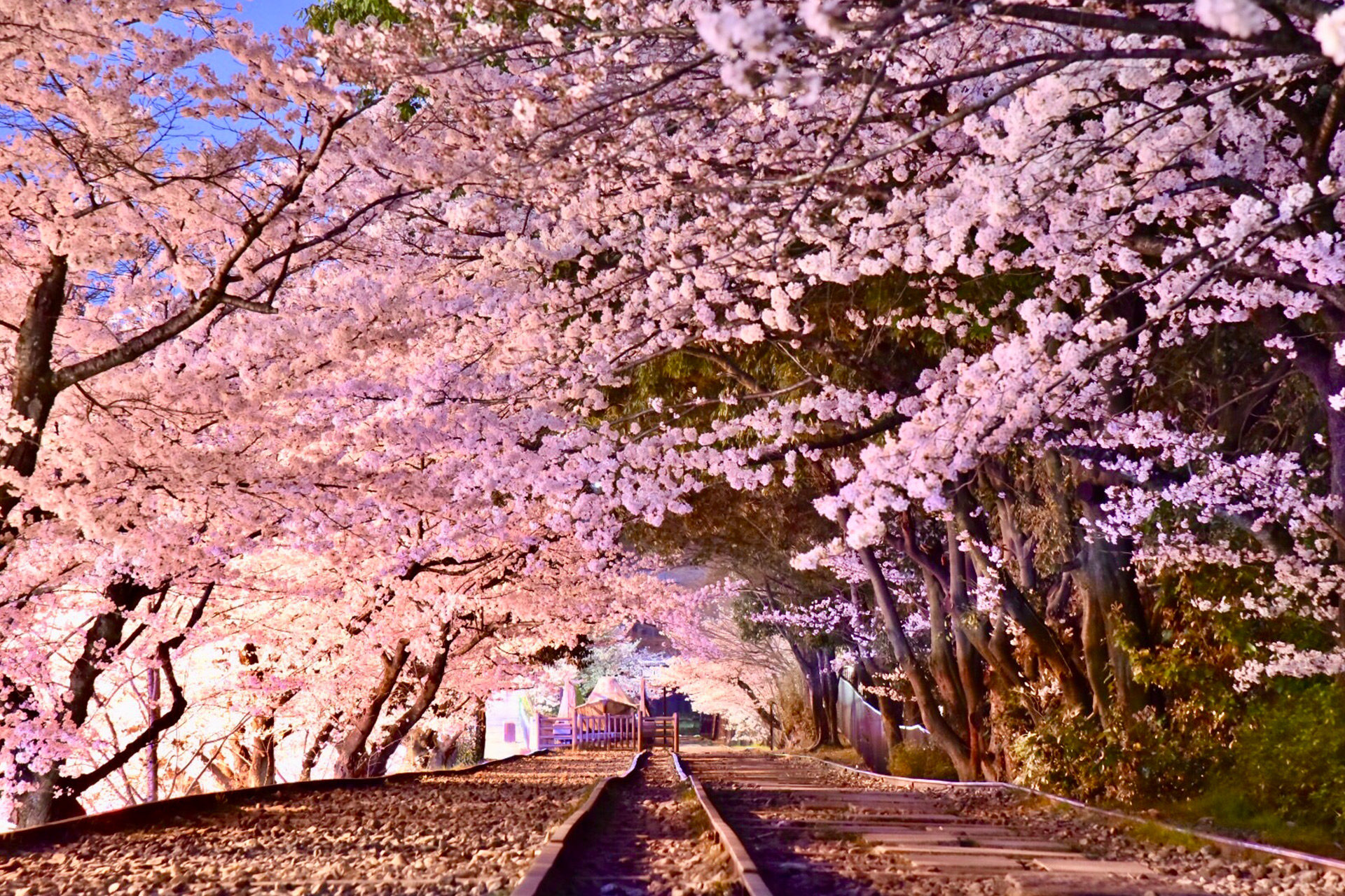京都櫻花