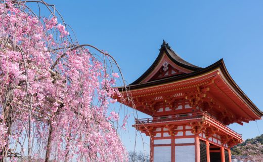 京都 櫻花 清水寺
