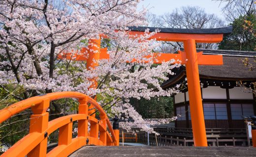 京都 櫻花 神社