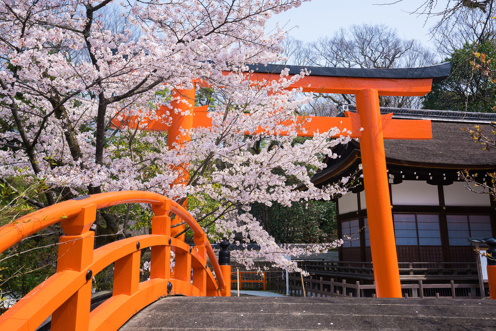 京都  櫻花  神社